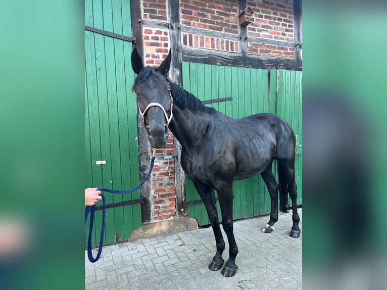 Koń westfalski Klacz 15 lat 175 cm Kara in Billerbeck