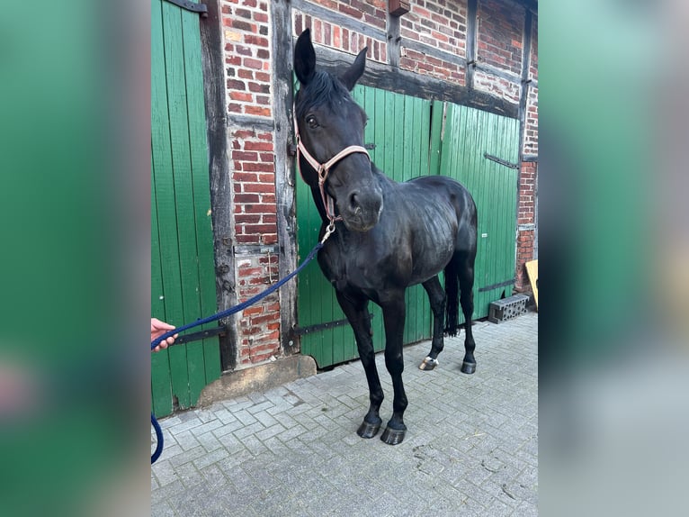 Koń westfalski Klacz 15 lat 175 cm Kara in Billerbeck