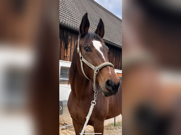 Koń westfalski Klacz 15 lat 180 cm Gniada in Forchheim