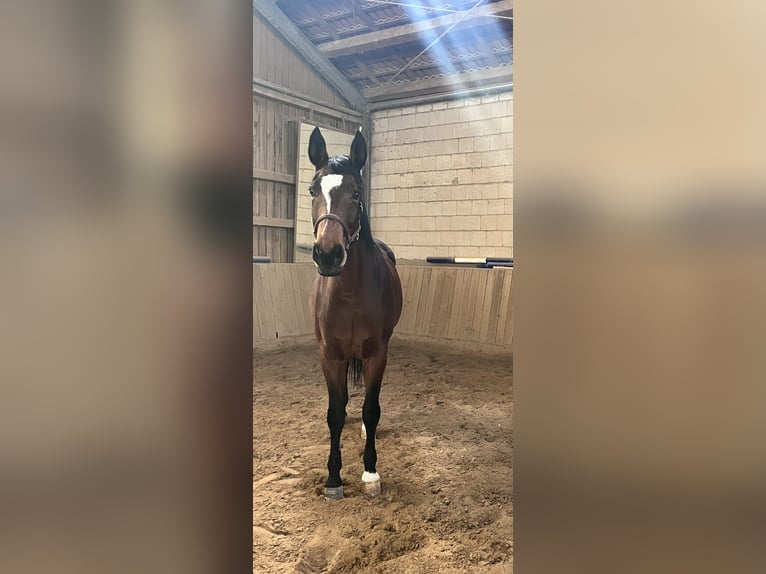 Koń westfalski Klacz 15 lat 180 cm Gniada in Forchheim