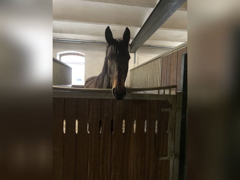 Koń westfalski Klacz 15 lat 180 cm Gniada in Meerbusch