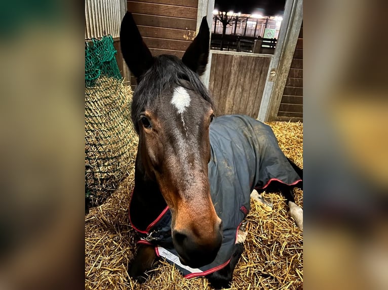 Koń westfalski Klacz 15 lat 180 cm Gniada in Meerbusch