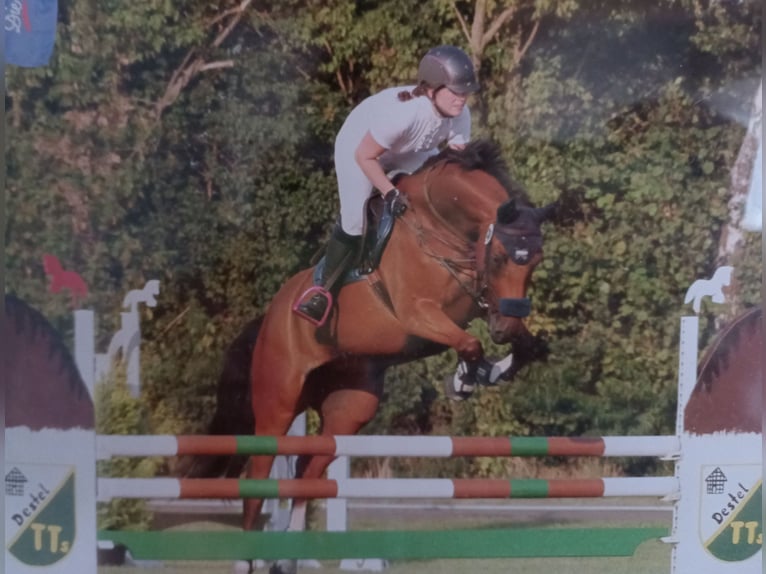 Koń westfalski Klacz 16 lat 163 cm Gniada in Brockum