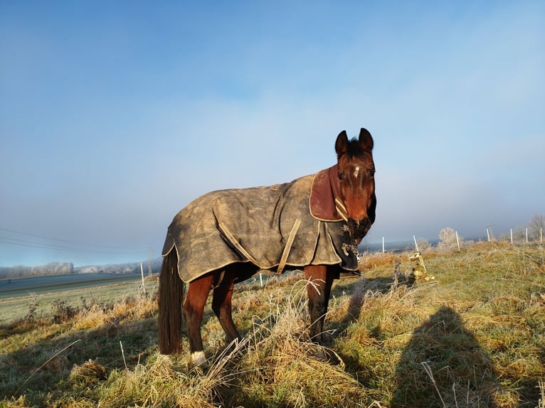 Koń westfalski Klacz 16 lat 163 cm Gniada in Willebadessen