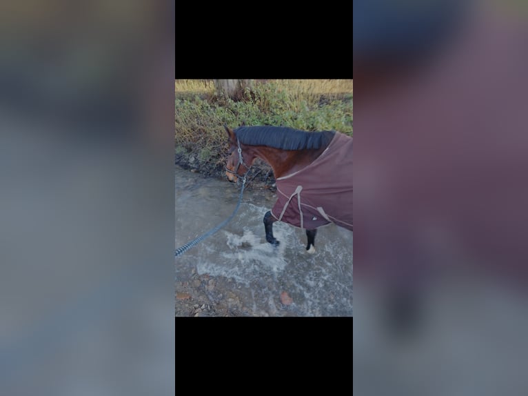 Koń westfalski Klacz 16 lat 163 cm Gniada in Willebadessen