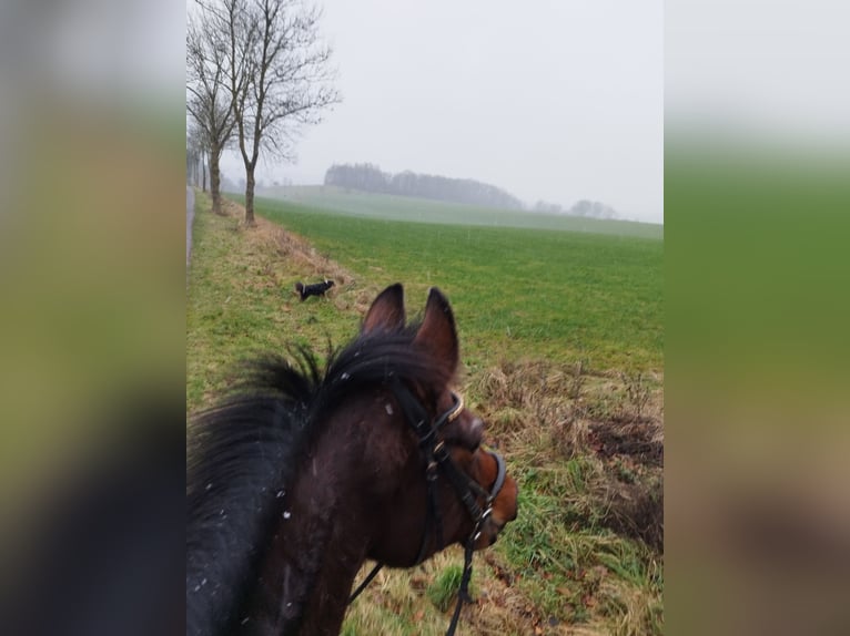 Koń westfalski Klacz 16 lat 163 cm Gniada in Willebadessen