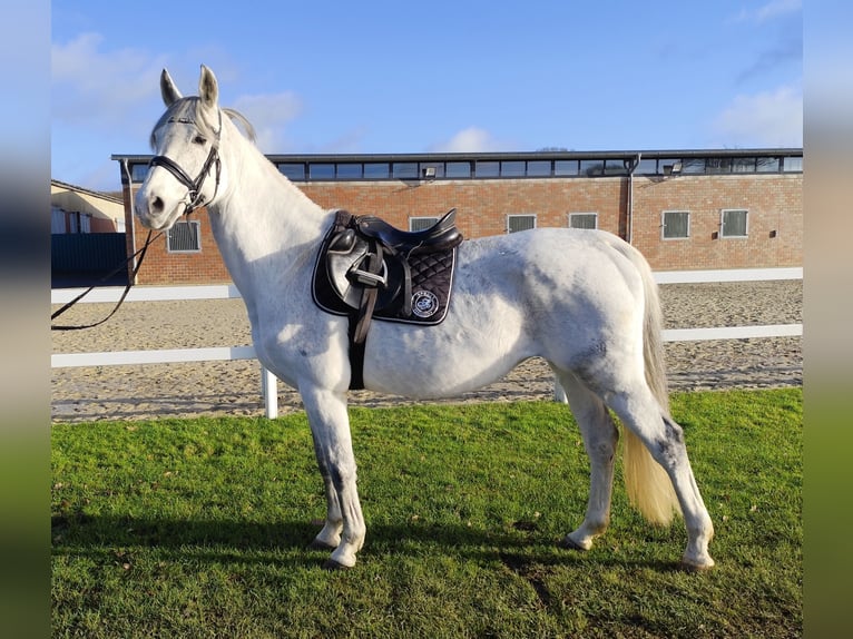 Koń westfalski Klacz 16 lat 164 cm Siwa in Bad Laer