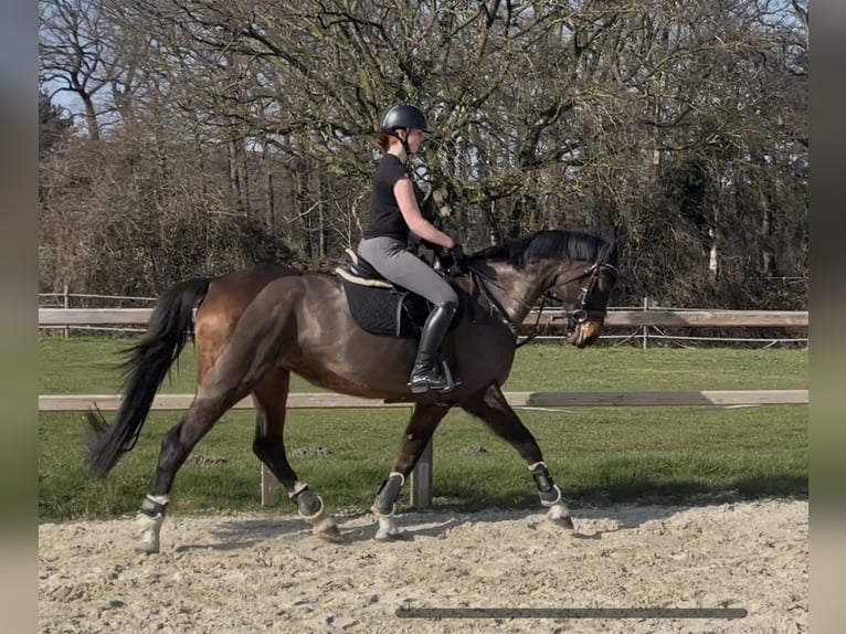 Koń westfalski Klacz 16 lat 165 cm Ciemnogniada in Waltrop