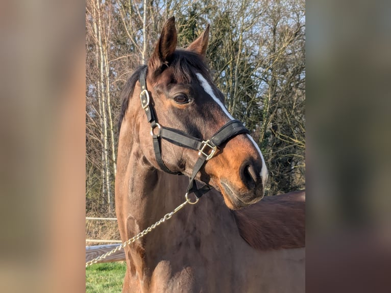 Koń westfalski Klacz 16 lat 165 cm Ciemnogniada in Waltrop