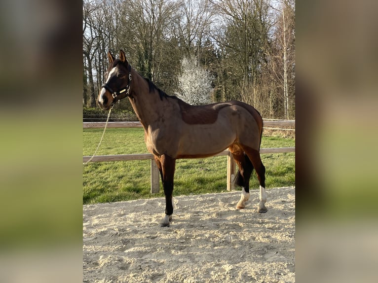 Koń westfalski Klacz 16 lat 165 cm Ciemnogniada in Waltrop