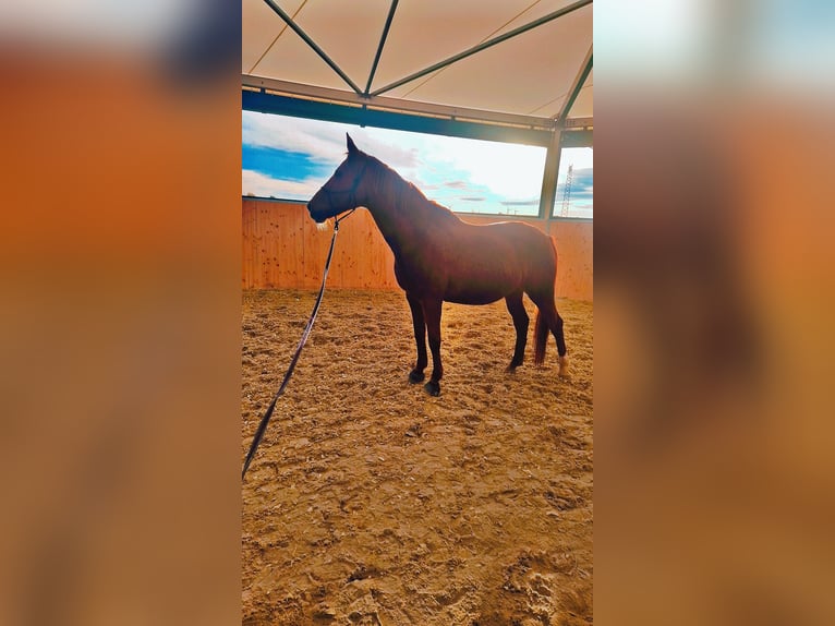 Koń westfalski Klacz 16 lat 165 cm Kasztanowata in Alsdorf