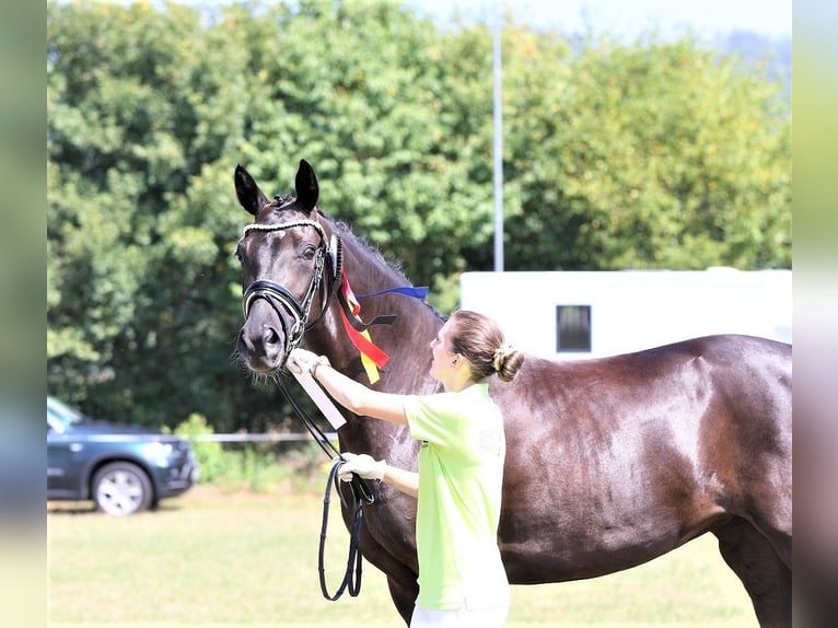 Koń westfalski Klacz 16 lat 166 cm Ciemnokasztanowata in Horn-Bad Meinberg