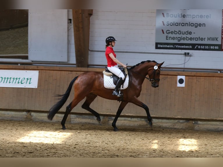 Koń westfalski Klacz 16 lat 166 cm Ciemnokasztanowata in Horn-Bad Meinberg