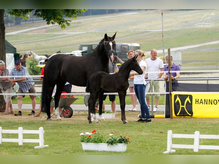 Koń westfalski Klacz 16 lat 166 cm Ciemnokasztanowata in Horn-Bad Meinberg