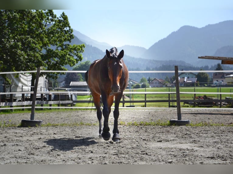 Koń westfalski Klacz 16 lat 168 cm Ciemnogniada in Reutte