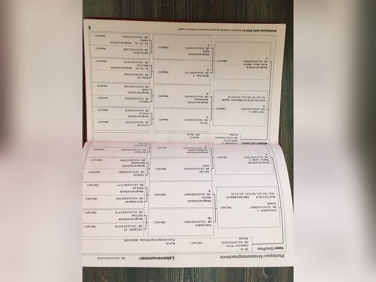 Koń westfalski Klacz 16 lat 168 cm Gniada in Forchheim