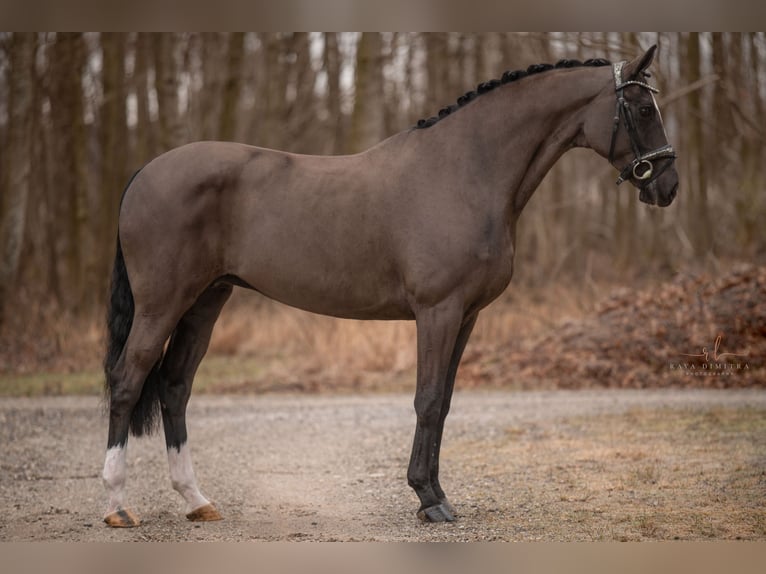 Koń westfalski Klacz 16 lat 168 cm Kara in Wehringen