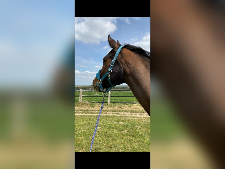 Koń westfalski Klacz 16 lat 170 cm Gniada in Wachtberg