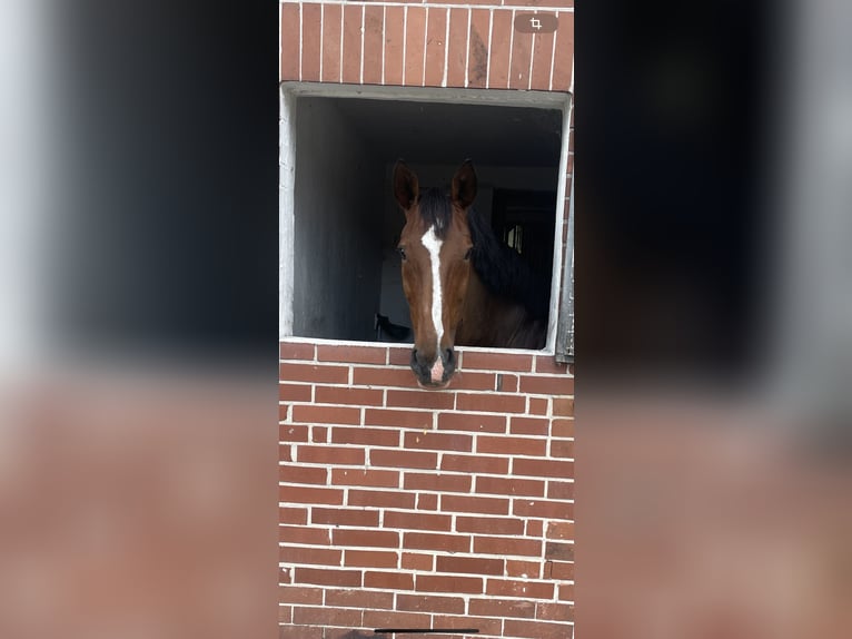 Koń westfalski Klacz 16 lat 172 cm Gniada in Lengerich