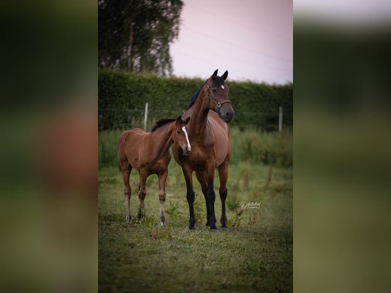 Koń westfalski Klacz 16 lat 172 cm Gniada in Attendorn