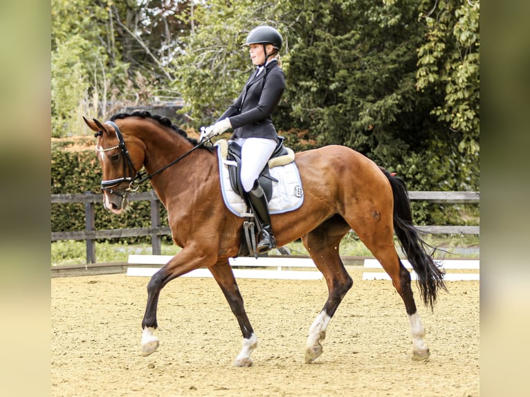Koń westfalski Klacz 16 lat 174 cm Gniada in Ahlen