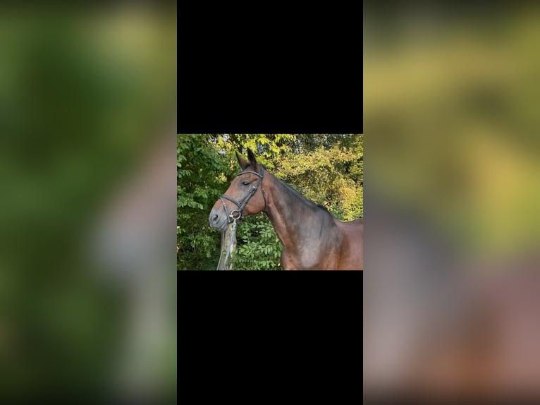 Koń westfalski Klacz 16 lat 175 cm Gniada in Br&#xFC;ggen