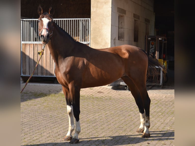 Koń westfalski Klacz 16 lat 180 cm Ciemnogniada in Extertal