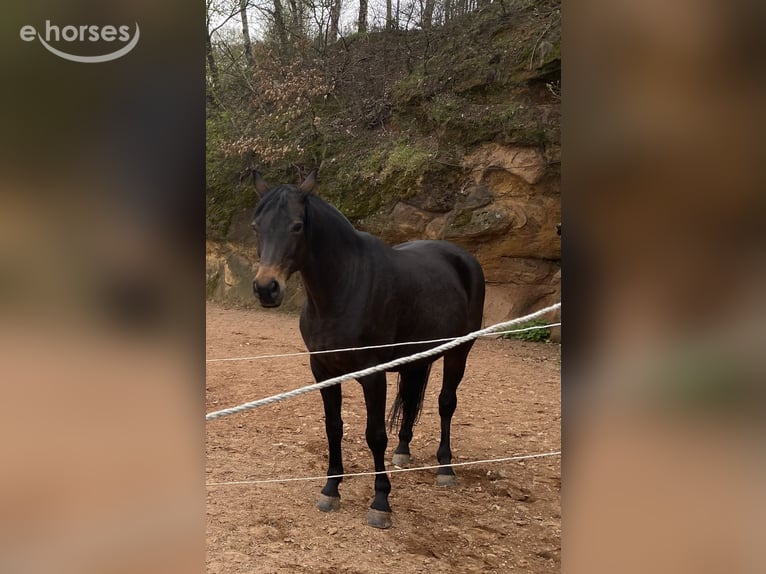 Koń westfalski Klacz 17 lat 163 cm Ciemnogniada in Diemeringen