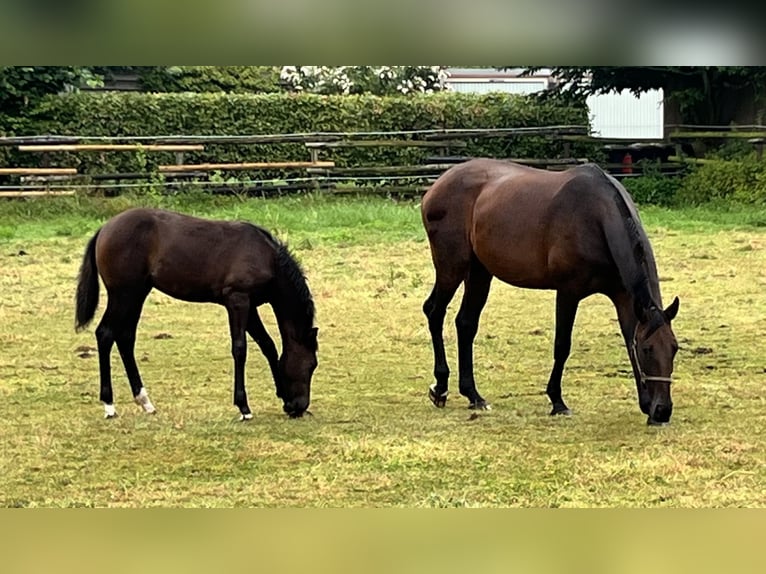 Koń westfalski Klacz 17 lat 166 cm Ciemnogniada in Hörstel