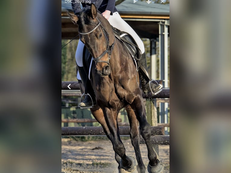 Koń westfalski Klacz 17 lat 166 cm Ciemnogniada in Hörstel