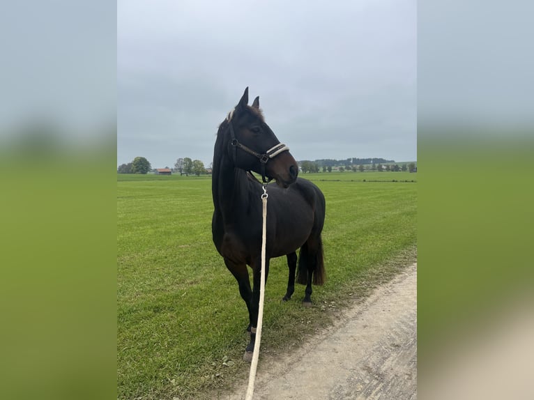 Koń westfalski Klacz 17 lat 166 cm Ciemnogniada in Altusried