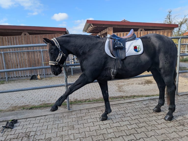 Koń westfalski Klacz 17 lat 166 cm Ciemnogniada in Altusried