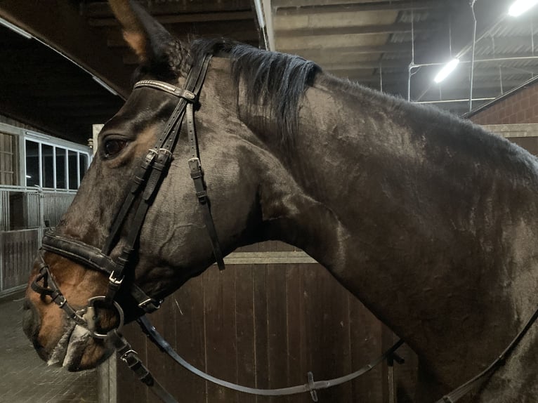 Koń westfalski Klacz 17 lat 172 cm Ciemnogniada in Münster