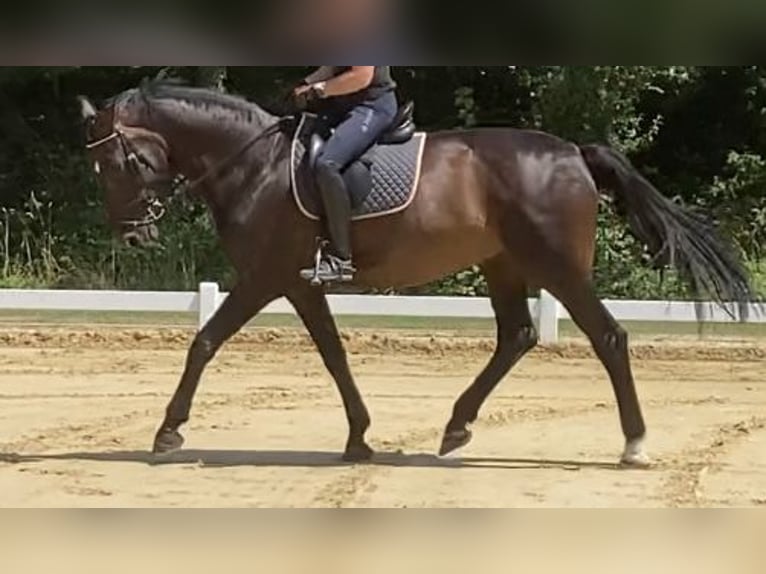 Koń westfalski Klacz 17 lat 172 cm Ciemnogniada in Münster