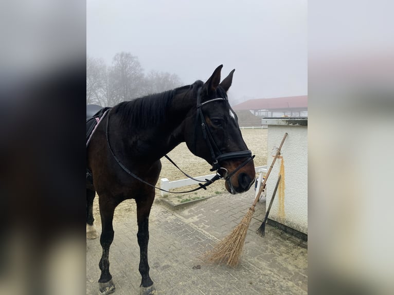 Koń westfalski Klacz 17 lat 172 cm Ciemnogniada in Münster