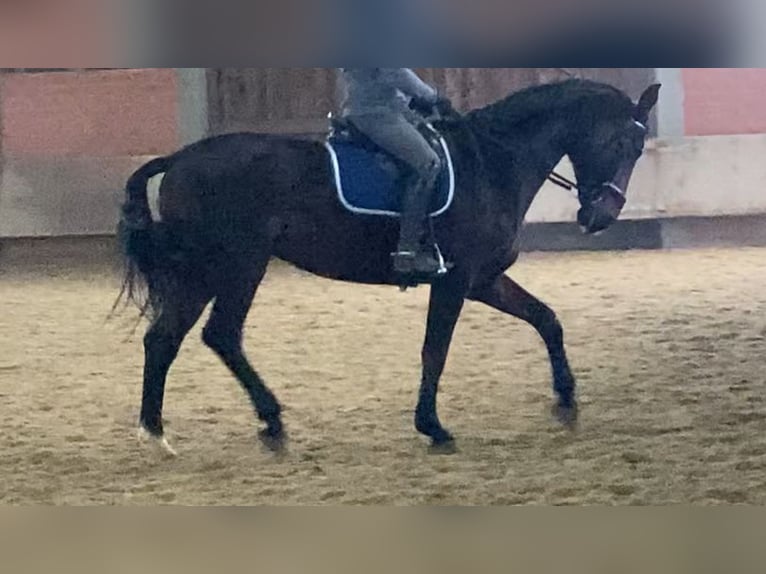 Koń westfalski Klacz 17 lat 172 cm Ciemnogniada in Münster