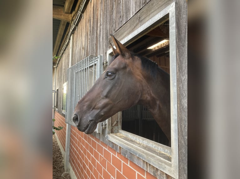 Koń westfalski Klacz 17 lat 172 cm Ciemnogniada in Münster