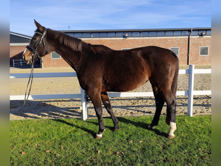 Koń westfalski Klacz 17 lat 173 cm Ciemnogniada in Bad Laer