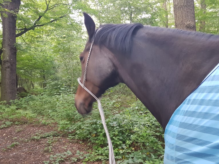 Koń westfalski Klacz 17 lat 173 cm Ciemnogniada in Köln