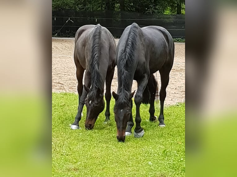 Koń westfalski Klacz 17 lat 173 cm Ciemnogniada in Köln