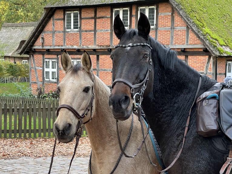 Koń westfalski Klacz 17 lat 173 cm Ciemnogniada in Köln