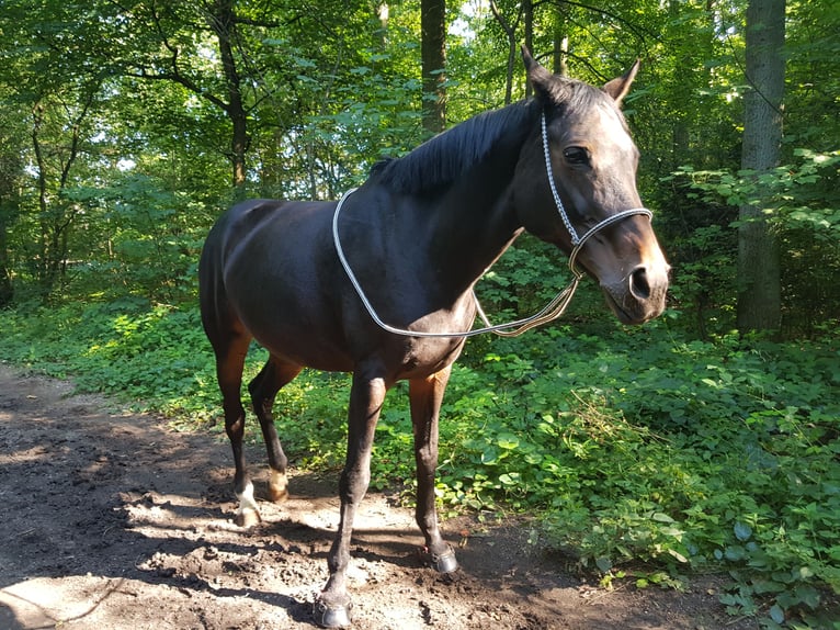 Koń westfalski Klacz 17 lat 173 cm Ciemnogniada in Köln