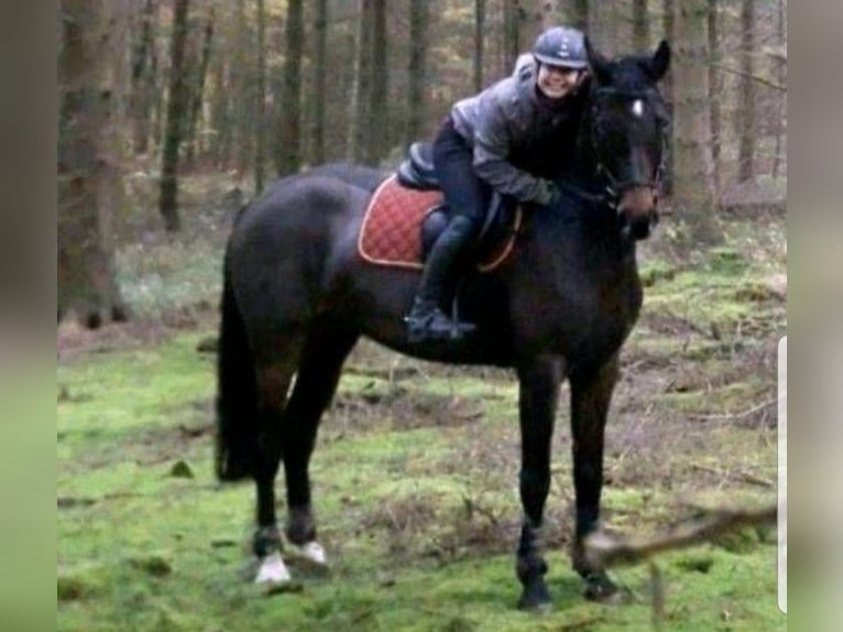 Koń westfalski Klacz 17 lat 173 cm Ciemnogniada in Köln