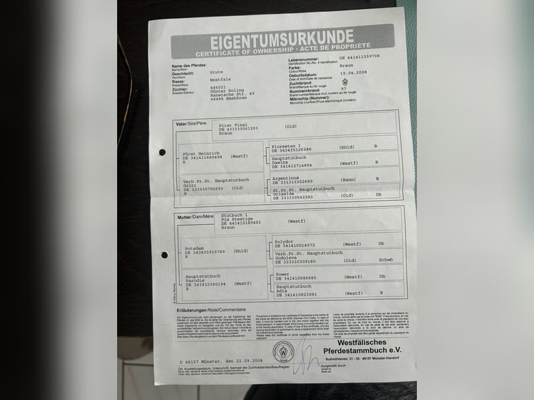 Koń westfalski Klacz 17 lat Gniada in Lilienthal