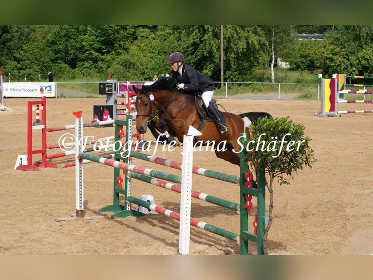 Koń westfalski Klacz 18 lat 163 cm Gniada in Frankenberg