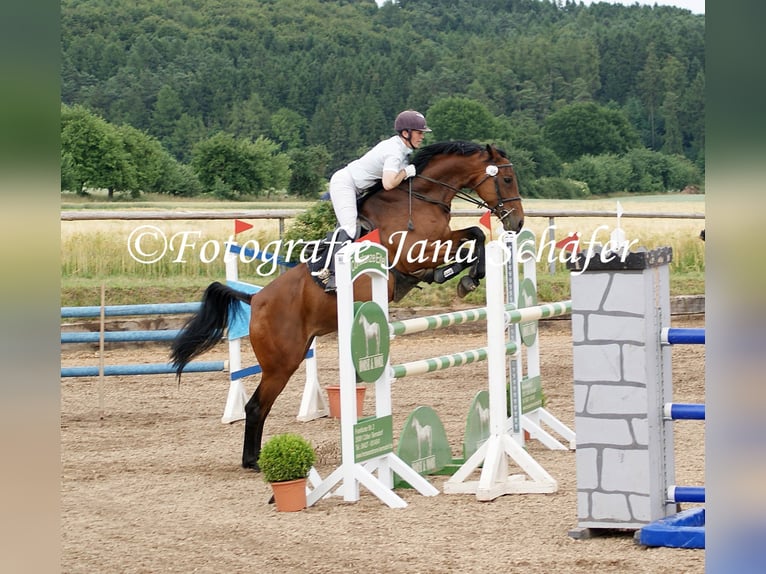 Koń westfalski Klacz 18 lat 163 cm Gniada in Frankenberg