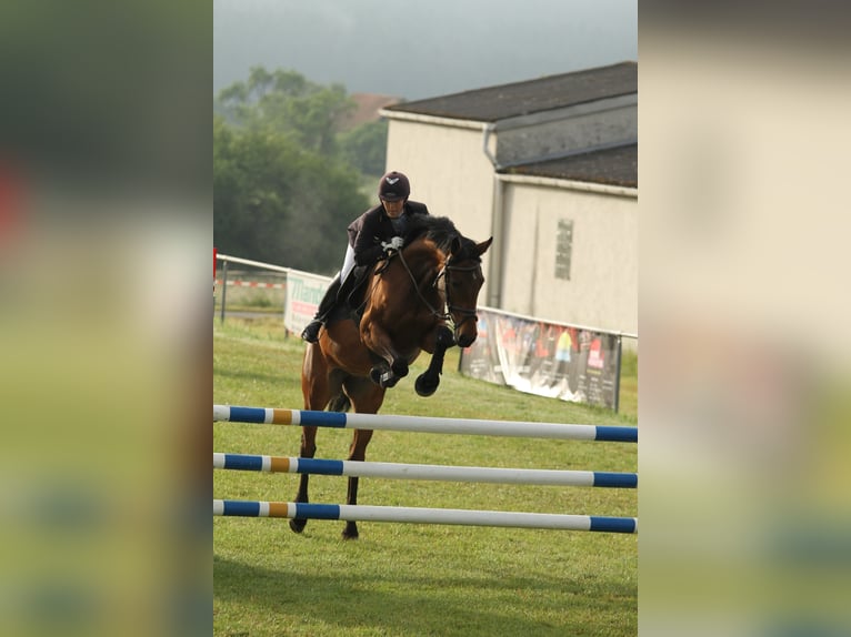 Koń westfalski Klacz 18 lat 163 cm Gniada in Frankenberg