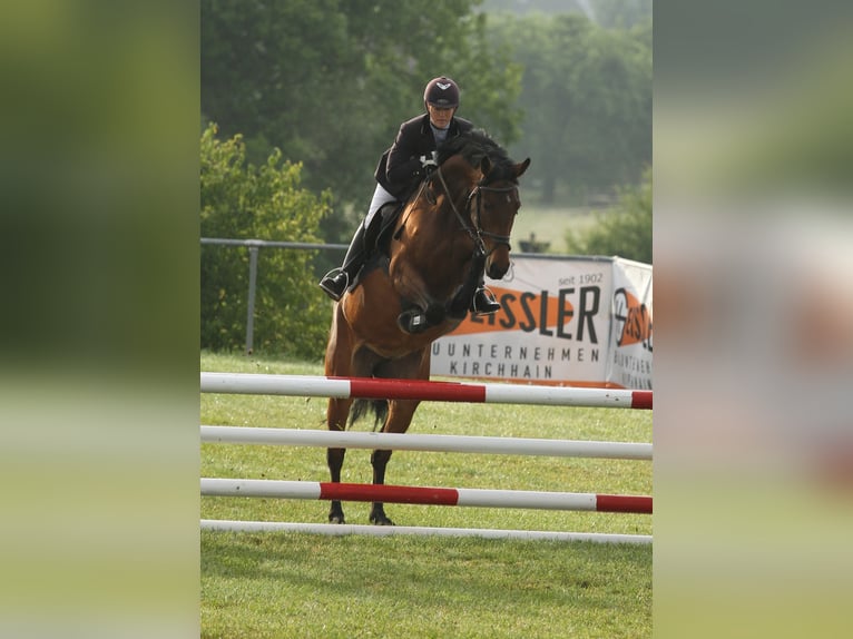 Koń westfalski Klacz 18 lat 163 cm Gniada in Frankenberg