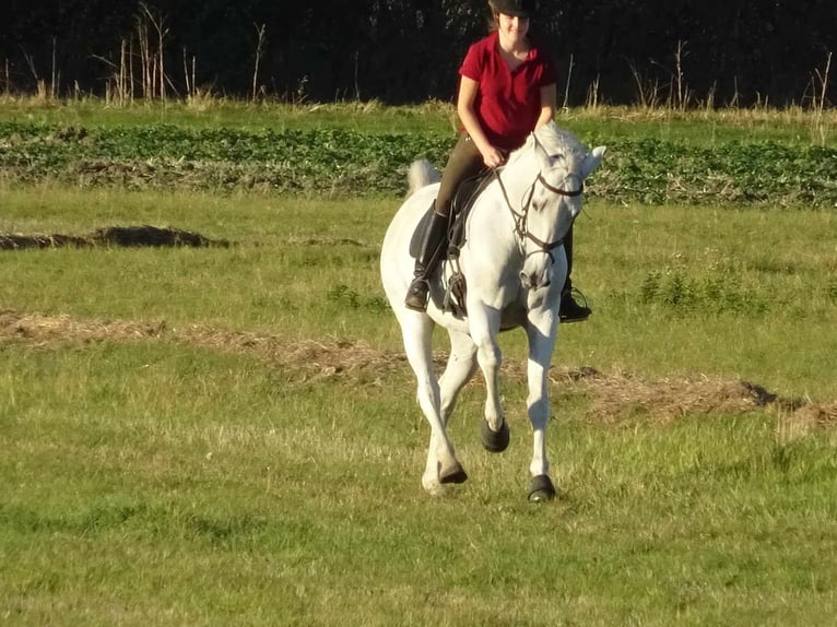 Koń westfalski Klacz 18 lat 165 cm Siwa in Ascheberg