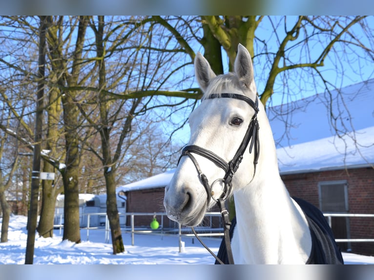 Koń westfalski Klacz 18 lat 165 cm Siwa in Ascheberg